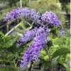 Petrea racemosa Live Plant - Purple Queen's Wreath Vine, 0.5 Gallon Pot - Cannot ship to CA - Image 1