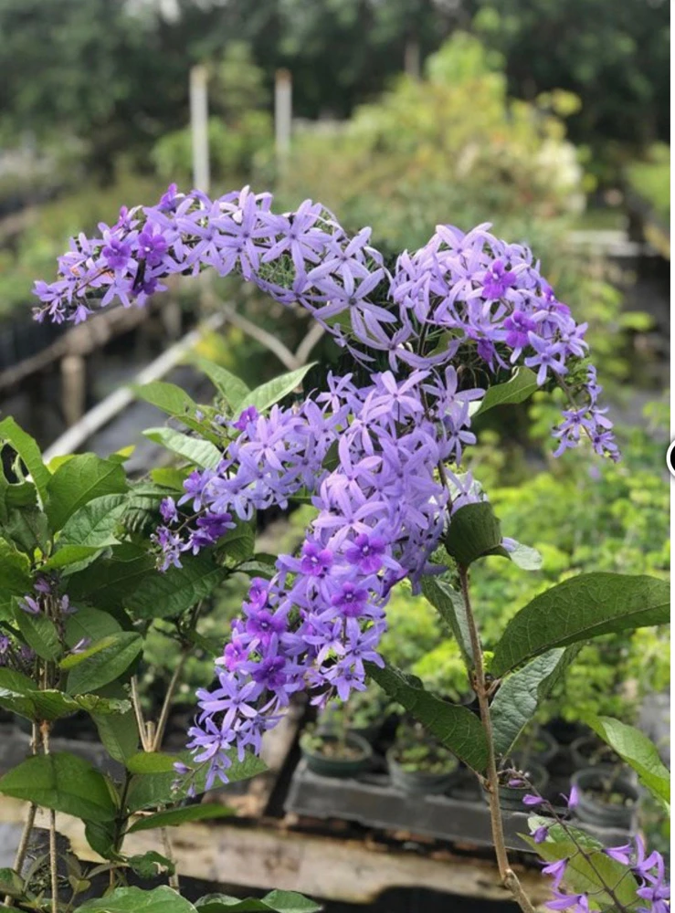 Petrea racemosa Live Plant - Purple Queen's Wreath Vine, 0.5 Gallon Pot - Cannot ship to CA - Image 1