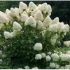 Phantom Hydrangea Live Plant – 2.5-inch Pot – Outdoor Shrub for Gardens - Image 1