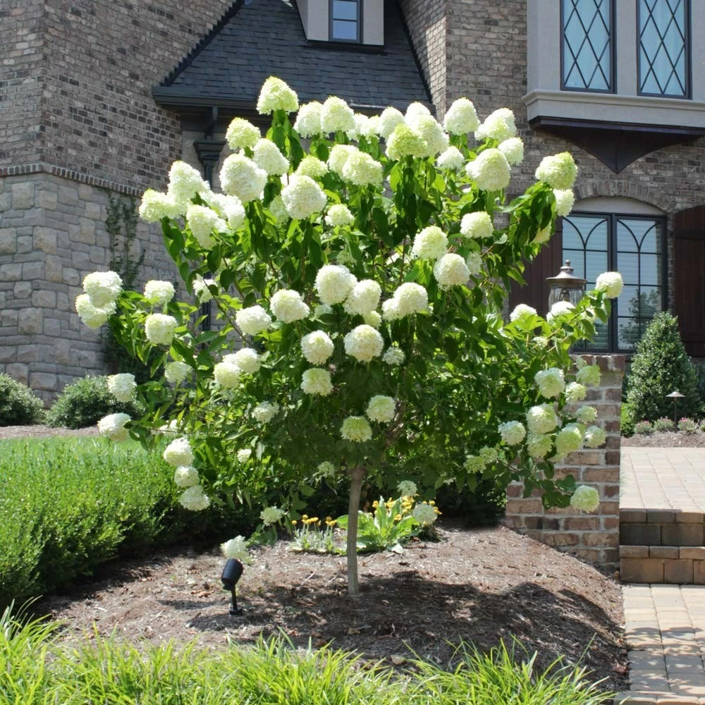 Phantom Hydrangea Live Plant – 4 inch Pot – Outdoor Flowering Shrub - Image 2