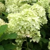 Phantom Hydrangea Live Plant – 4 inch Pot – Outdoor Flowering Shrub - Image 1