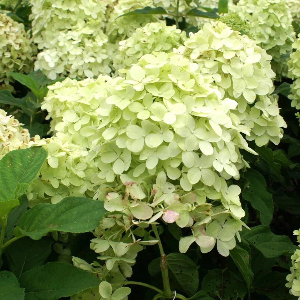 Phantom Hydrangea Live Plant – 4 inch Pot – Outdoor Flowering Shrub - Image 1