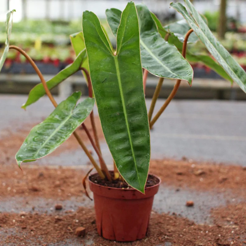 Philodendron Billietiae Live Plant - 4 inch Tall Rare Tropical Houseplant, Orange Stems, Easy Care - Image 2