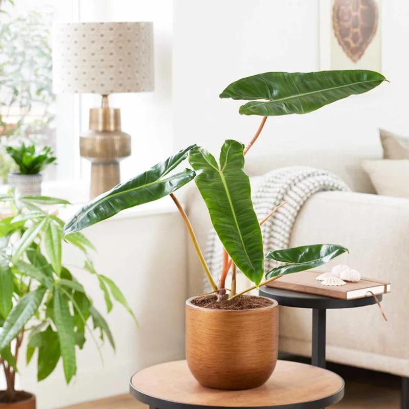 Philodendron Billietiae Live Plant - 4 inch Tall Rare Tropical Houseplant, Orange Stems, Easy Care - Image 1