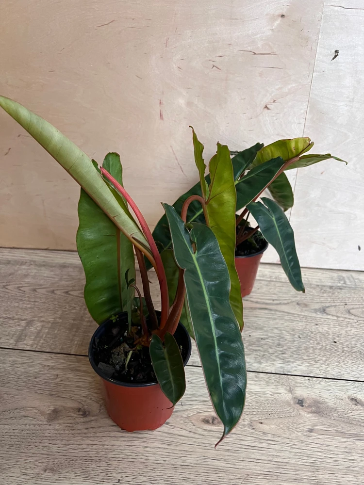 Philodendron Billietiae Live Plant – Rare Aroid – 4 inch Pot – Indoor - Cannot ship to CA - Image 2