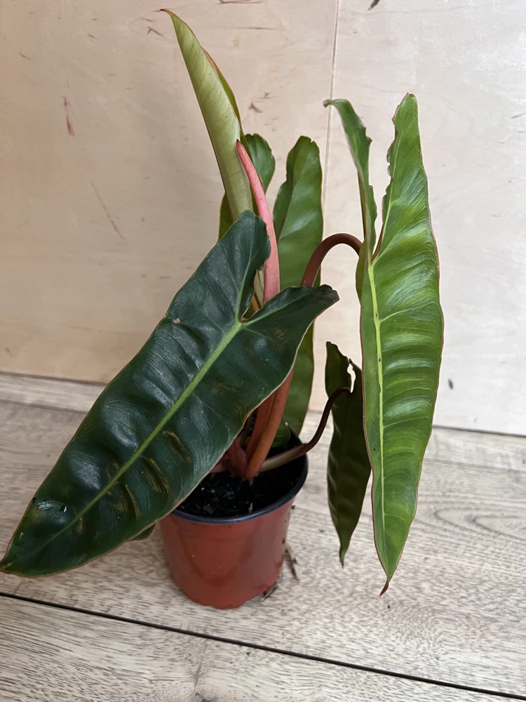 Philodendron Billietiae Live Plant – Rare Aroid – 4 inch Pot – Indoor - Cannot ship to CA - Image 3