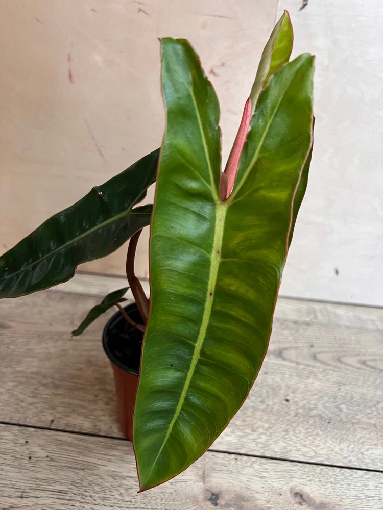 Philodendron Billietiae Live Plant – Rare Aroid – 4 inch Pot – Indoor - Cannot ship to CA - Image 4