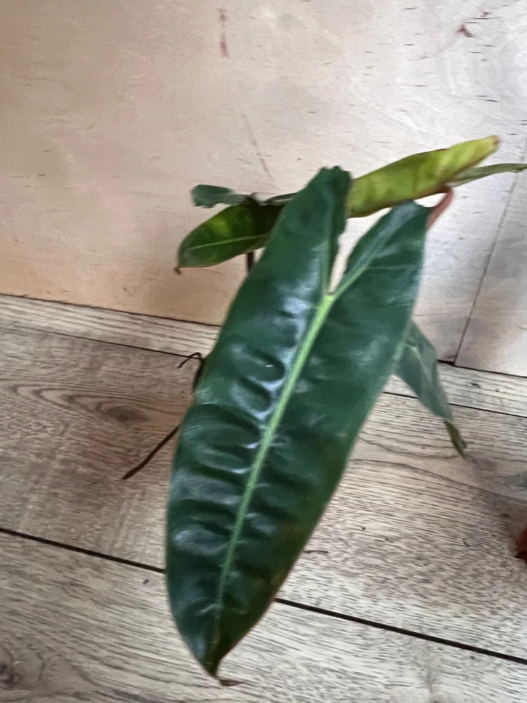 Philodendron Billietiae Live Plant – Rare Aroid – 4 inch Pot – Indoor - Cannot ship to CA - Image 5