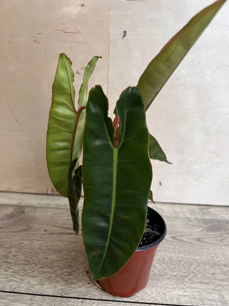 Philodendron Billietiae Live Plant – Rare Aroid – 4 inch Pot – Indoor - Cannot ship to CA - Image 6