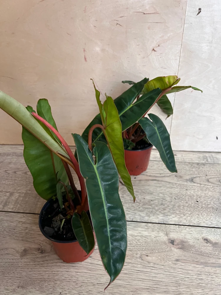 Philodendron Billietiae Live Plant – Rare Aroid – 4 inch Pot – Indoor - Cannot ship to CA - Image 7