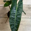 Philodendron Billietiae Live Plant – Rare Aroid – 4 inch Pot – Indoor - Cannot ship to CA - Image 1