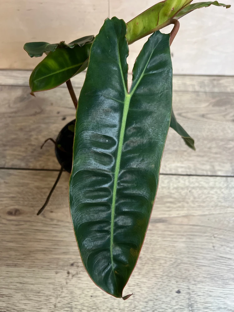Philodendron Billietiae Live Plant – Rare Aroid – 4 inch Pot – Indoor - Cannot ship to CA - Image 1