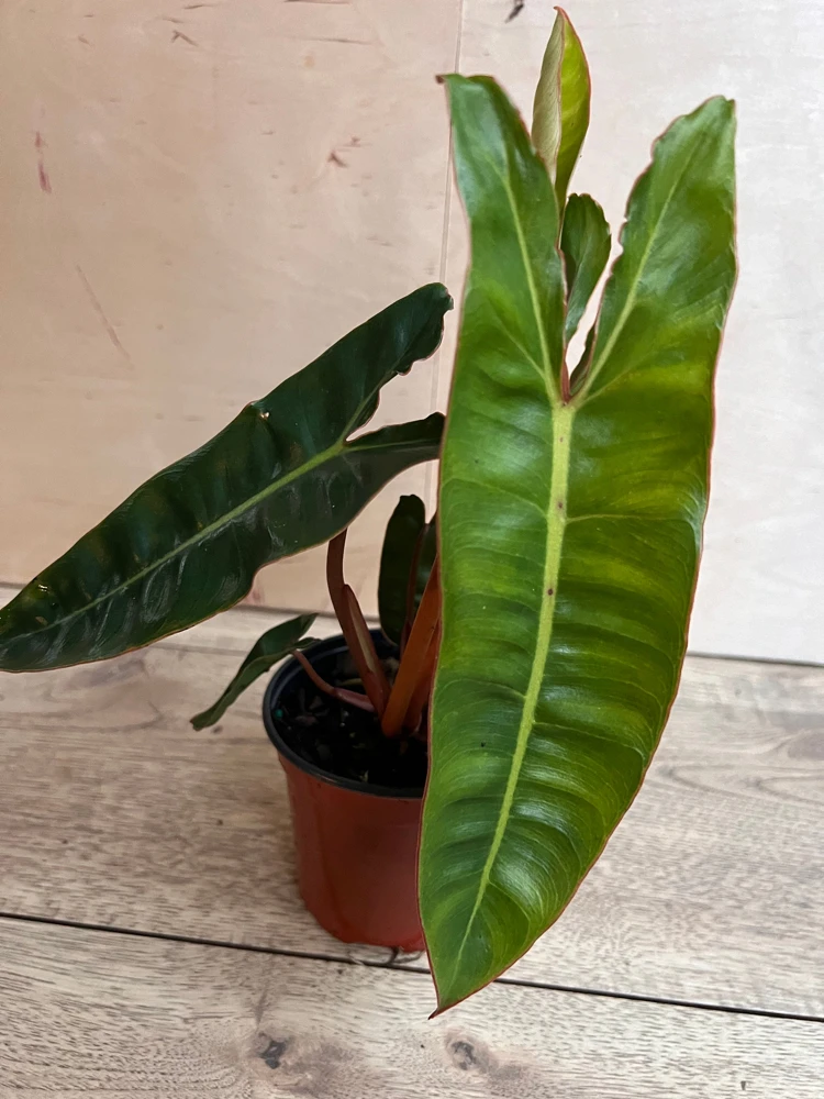 Philodendron Billietiae Live Plant – Rare Aroid – 4 inch Pot – Indoor - Cannot ship to CA - Image 8