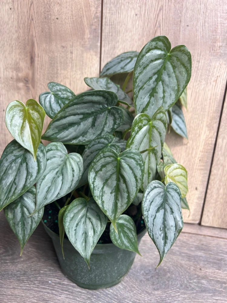 Philodendron Brandi Live Plant - 6 inch Pot, Philodendron Brandtianum Indoor - Cannot ship to CA - Image 2