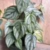 Philodendron Brandi Live Plant - 6 inch Pot, Philodendron Brandtianum Indoor - Cannot ship to CA - Image 1