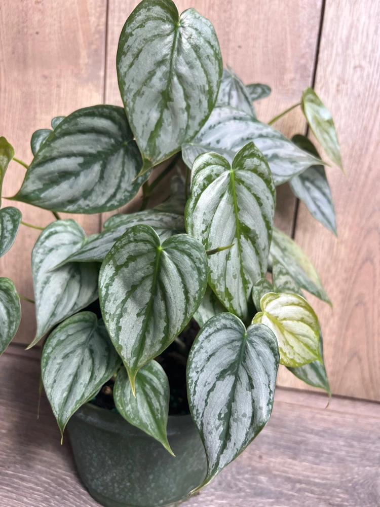 Philodendron Brandi Live Plant - 6 inch Pot, Philodendron Brandtianum Indoor - Cannot ship to CA - Image 1