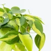 Philodendron Brasil Live Plant – 4in Pot – Indoor Vining Houseplant - Image 1