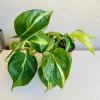 Philodendron Brasil Live Plant – 6 Inch Pot – Indoor Houseplant - Image 1