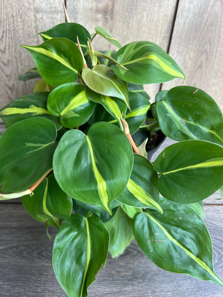 Philodendron Brasil Live Plant - 6 inch Pot, Variegated Heart Leaf Philodendron Indoor - Cannot ship to CA - Image 2