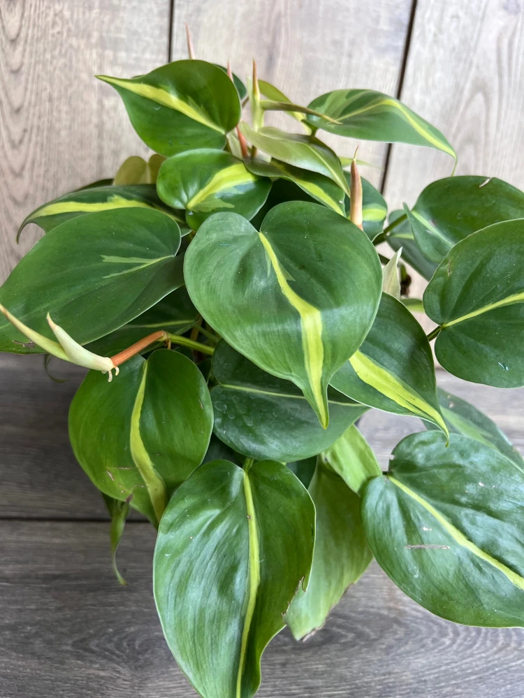 Philodendron Brasil Live Plant - 6 inch Pot, Variegated Heart Leaf Philodendron Indoor - Cannot ship to CA - Image 3