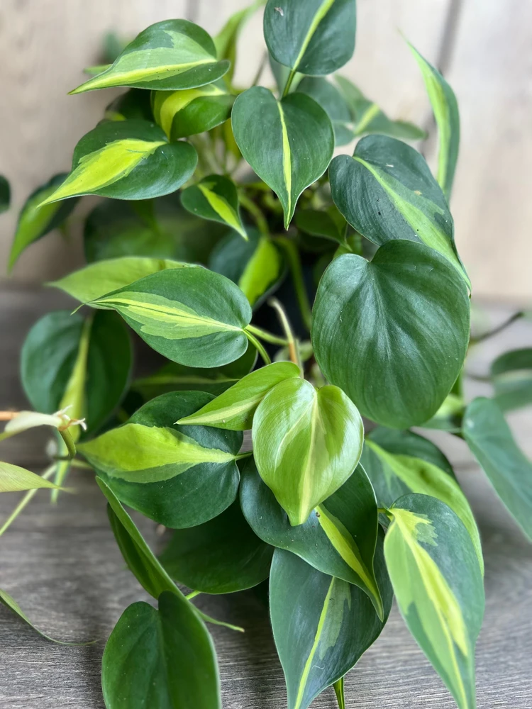Philodendron Brasil Live Plant - 6 inch Pot, Variegated Heart Leaf Philodendron Indoor - Cannot ship to CA - Image 4