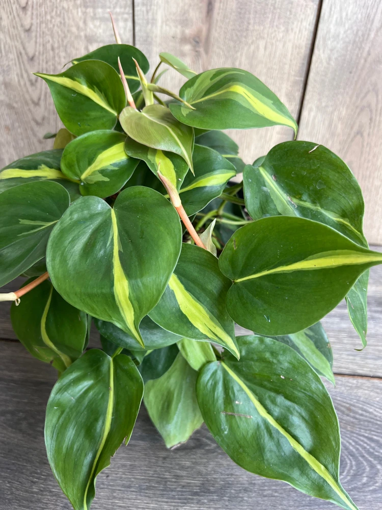 Philodendron Brasil Live Plant - 6 inch Pot, Variegated Heart Leaf Philodendron Indoor - Cannot ship to CA - Image 5