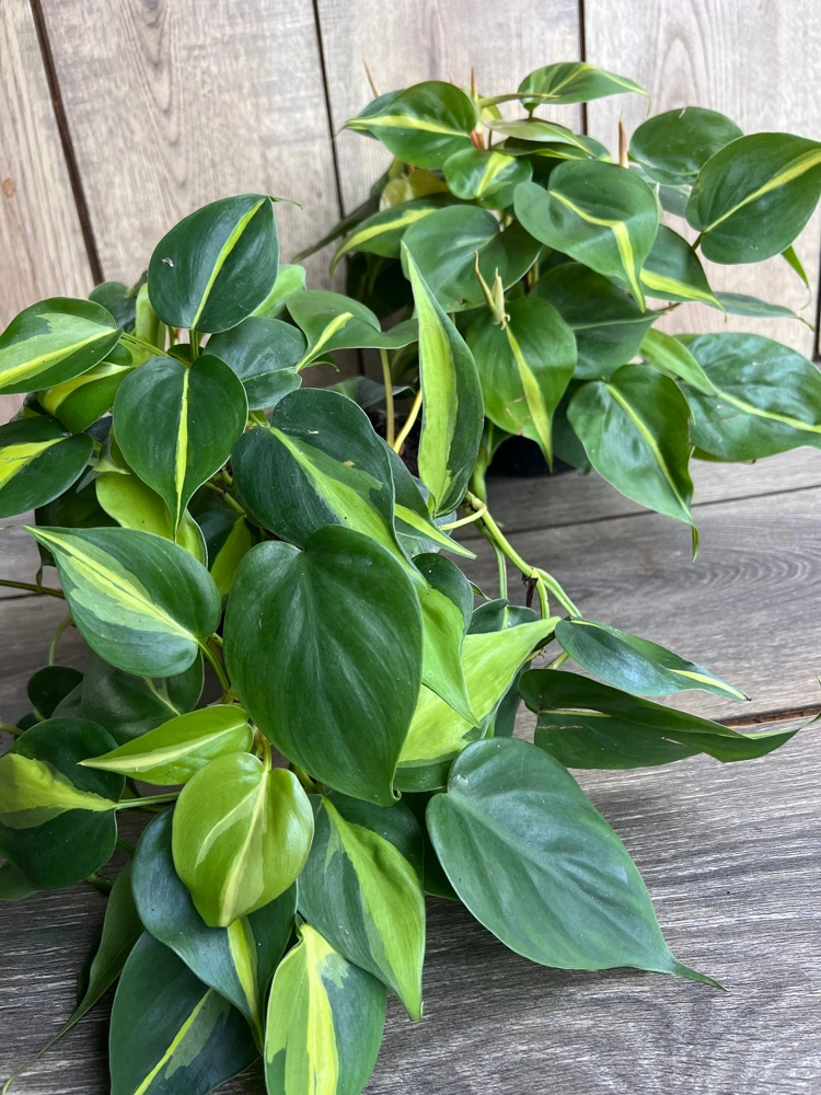 Philodendron Brasil Live Plant - 6 inch Pot, Variegated Heart Leaf Philodendron Indoor - Cannot ship to CA - Image 6