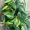 Philodendron Brasil Live Plant - 6 inch Pot, Variegated Heart Leaf Philodendron Indoor - Cannot ship to CA - Image 1