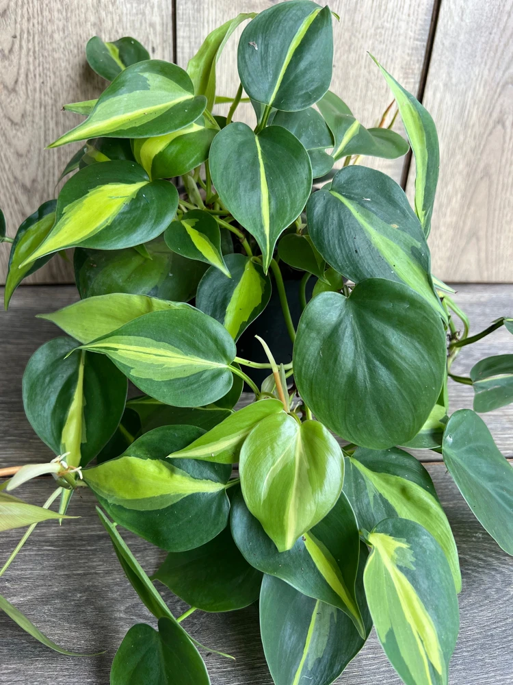 Philodendron Brasil Live Plant - 6 inch Pot, Variegated Heart Leaf Philodendron Indoor - Cannot ship to CA - Image 1