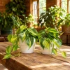 Philodendron Brasil Live Plant - Set of 2 Heartleaf Tropical, 5-8 Inch Tall, 4 Inch Pot - Image 1