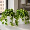 Philodendron Brasil Live Plants - Set of 2 Heartleaf Indoor Houseplants, 5-8 Inches Tall in 4 Inch Pots - Image 1