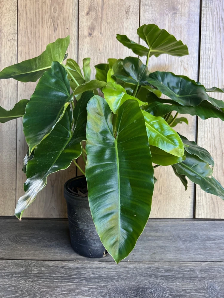 Philodendron Burle Marx Live Plant - 6 inch Pot | Indoor Tropical Foliage - Cannot ship to CA - Image 2