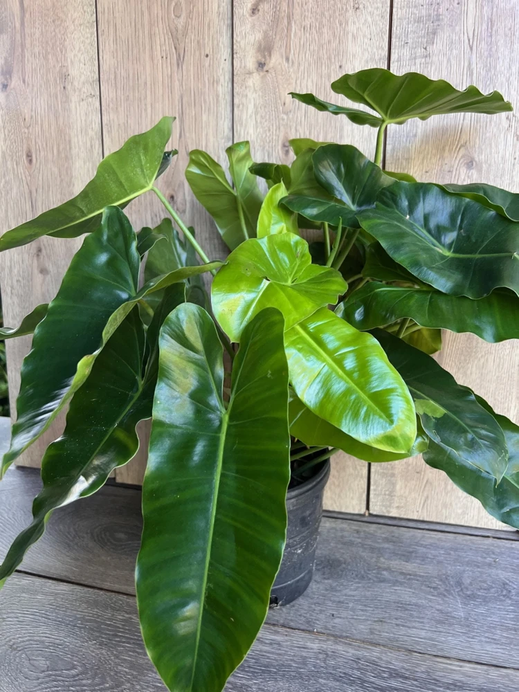 Philodendron Burle Marx Live Plant - 6 inch Pot | Indoor Tropical Foliage - Cannot ship to CA - Image 3