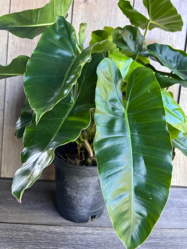 Philodendron Burle Marx Live Plant - 6 inch Pot | Indoor Tropical Foliage - Cannot ship to CA - Image 4