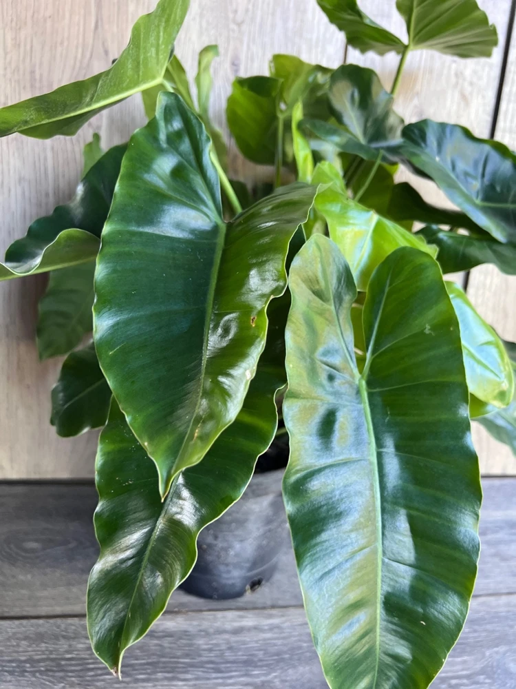 Philodendron Burle Marx Live Plant - 6 inch Pot | Indoor Tropical Foliage - Cannot ship to CA - Image 5