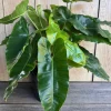 Philodendron Burle Marx Live Plant - 6 inch Pot | Indoor Tropical Foliage - Cannot ship to CA - Image 1