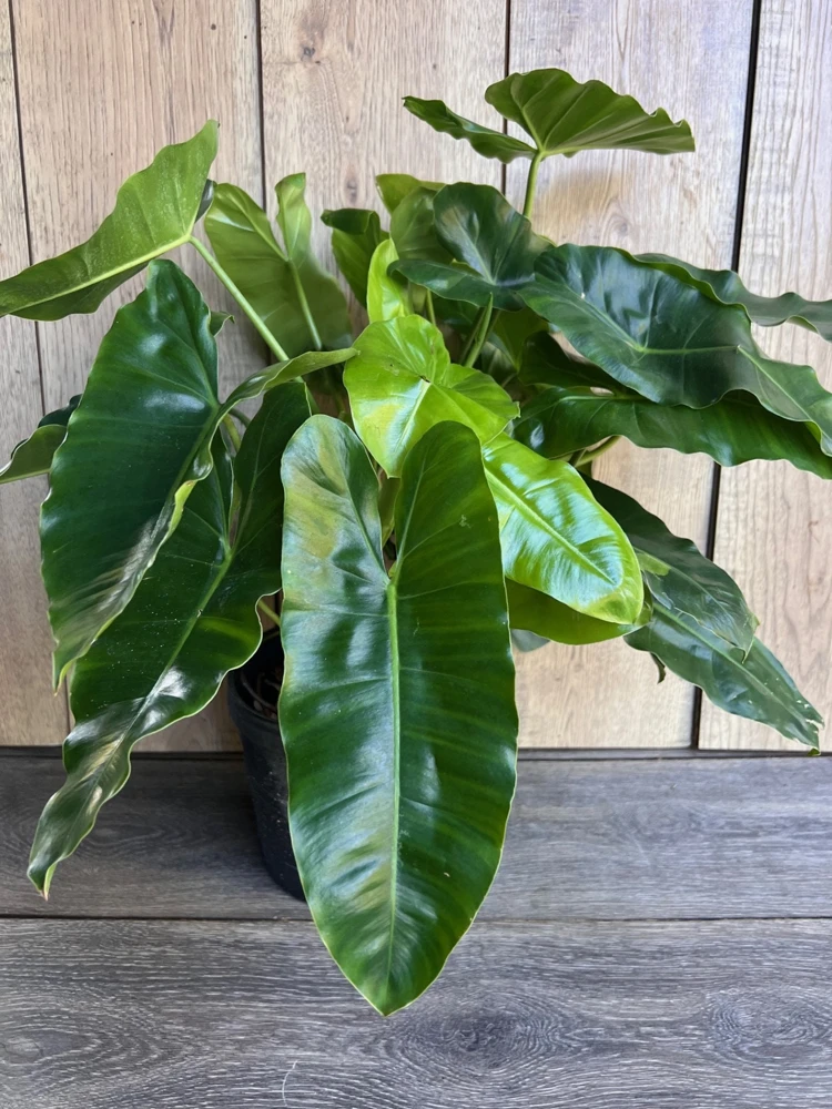 Philodendron Burle Marx Live Plant - 6 inch Pot | Indoor Tropical Foliage - Cannot ship to CA - Image 1