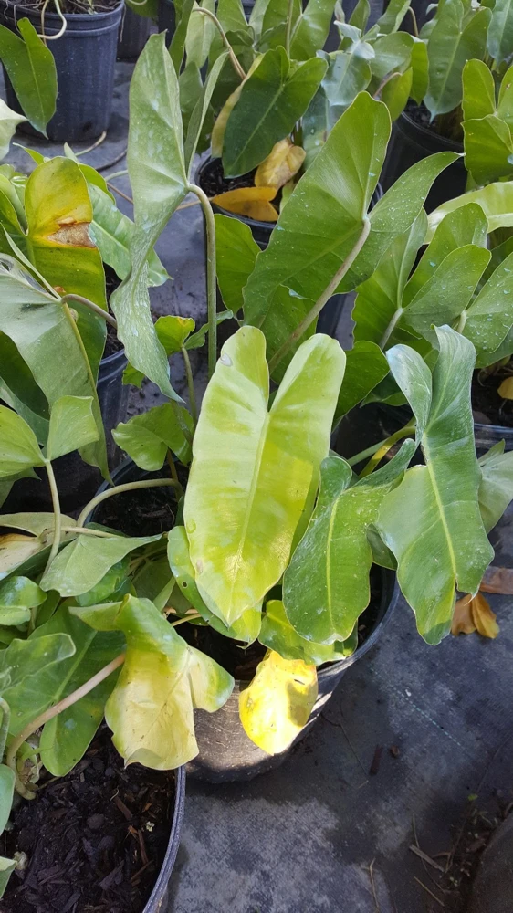 Philodendron 'Burle Marx' Live Plant Cutting - 5 to 7" Tall - Indoor/Outdoor Tropical - Image 2