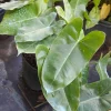 Philodendron 'Burle Marx' Live Plant Cutting - 5 to 7" Tall - Indoor/Outdoor Tropical - Image 1