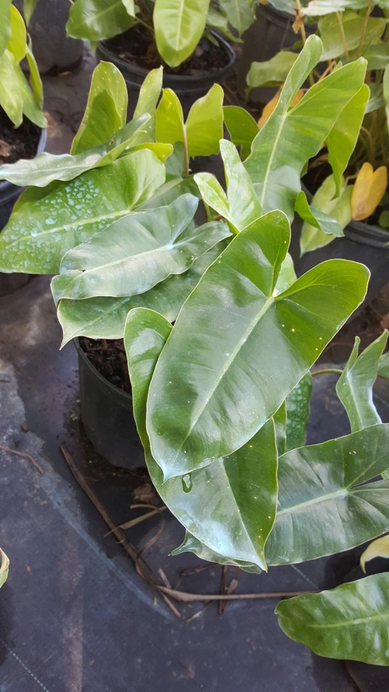 Philodendron 'Burle Marx' Live Plant Cutting - 5 to 7" Tall - Indoor/Outdoor Tropical - Image 1