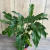Philodendron Deja Vu Live Plant – 6-Inch Pot – Easy Care Indoor Houseplant - Cannot ship to CA - Image 1