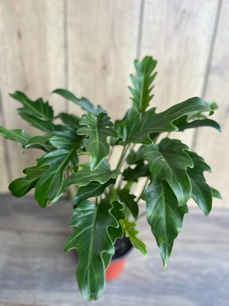 Philodendron Deja Vu Live Plant – 6-Inch Pot – Easy Care Indoor Houseplant - Cannot ship to CA - Image 1