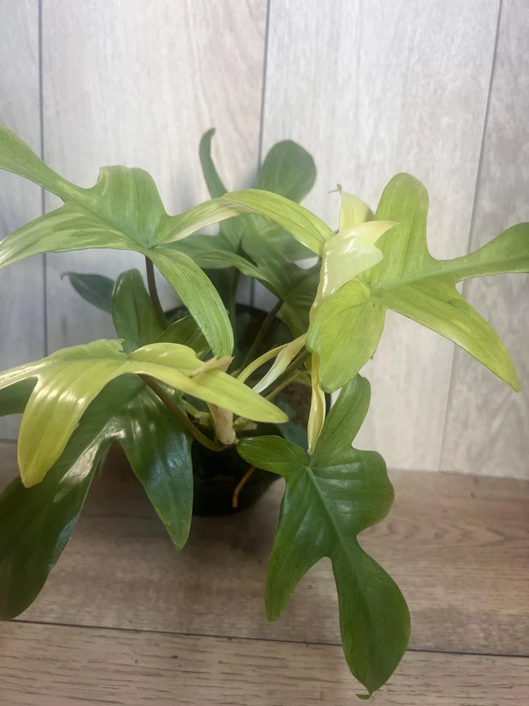 Philodendron Florida Ghost Mint Variegated Live Plant – 6 inch Pot – Indoor Houseplant - Cannot ship to CA - Image 2