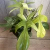 Philodendron Florida Ghost Mint Variegated Live Plant – 6 inch Pot – Indoor Houseplant - Cannot ship to CA - Image 1