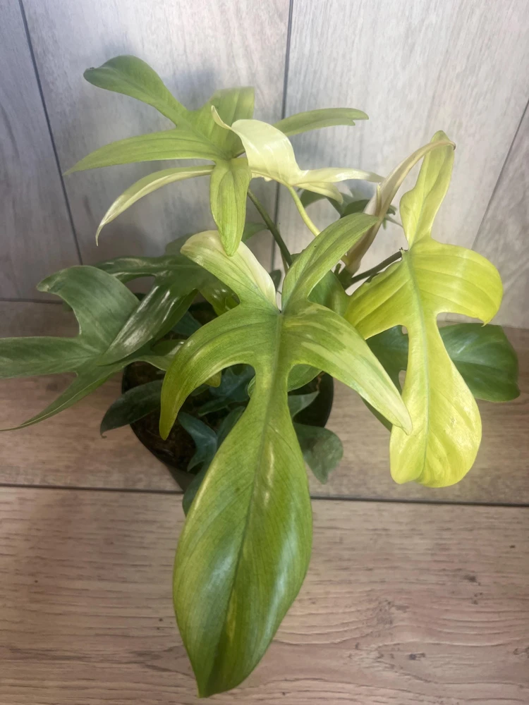 Philodendron Florida Ghost Mint Variegated Live Plant – 6 inch Pot – Indoor Houseplant - Cannot ship to CA - Image 1