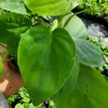 Philodendron Hederaceum Live Plant – Green Heartleaf Tropical Vine – 1 Count – Indoor/Outdoor - Image 1
