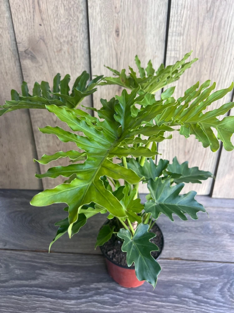 Philodendron Lickety Split Live Plant – 6 inch Pot – Indoor Tropical Foliage - Cannot ship to CA - Image 2