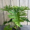 Philodendron Lickety Split Live Plant – 6 inch Pot – Indoor Tropical Foliage - Cannot ship to CA - Image 1
