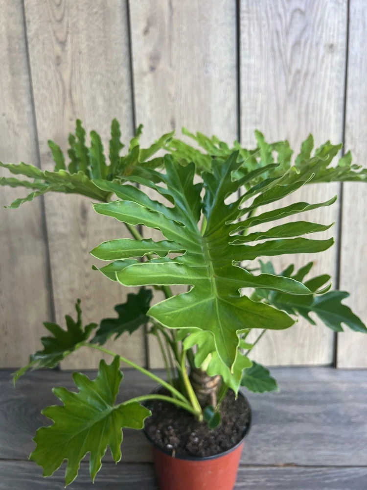 Philodendron Lickety Split Live Plant – 6 inch Pot – Indoor Tropical Foliage - Cannot ship to CA - Image 1
