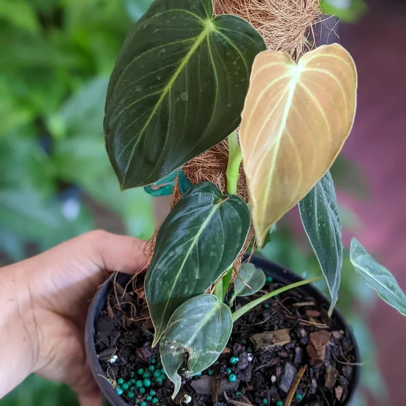 Philodendron Melanochrysum Live Plant - 4 inch Tall Starter Aroid, Velvet Foliage, Indoor Houseplant - Image 2
